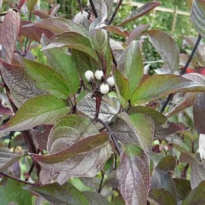 Дерен КЕССЕЛЬРИНГИ  Дерен КЕССЕЛЬРИНГИ в Белгороде