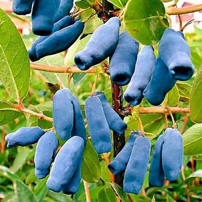 Жимолость съедобная НИМФА (ГАММА) в Белгороде