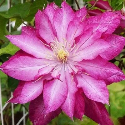 Клематис КАЕН — описание сорта Клематис КАЕН в Белгороде