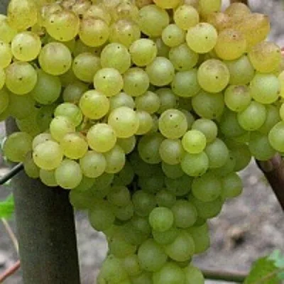 Виноград КИШМИШ 342  Виноград КИШМИШ 342 в Белгороде