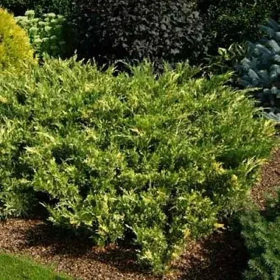 Можжевельник ВАРИЕГАТА казацкий  Можжевельник ВАРИЕГАТА казацкий в Белгороде