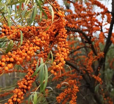 Облепиха СЕРАФИМА в Белгороде