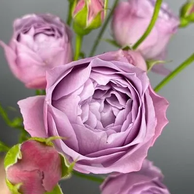 Саженцы роз ЛАВЕНДЕР БАБЛС спрей  Саженцы роз ЛАВЕНДЕР БАБЛС спрей в Белгороде