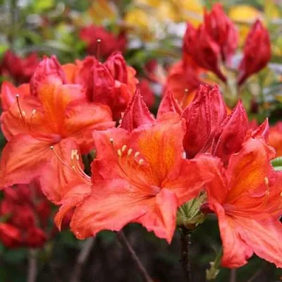 Азалия ЛИЛИНШТЕЙН японская  Азалия ЛИЛИНШТЕЙН японская в Белгороде