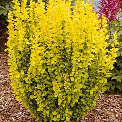 Барбарис ГОЛДЕН ТОРЧ тунберга в Белгороде