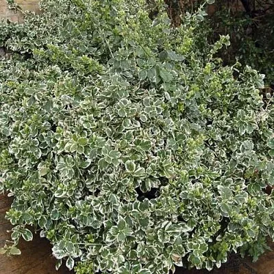 Бересклет ЭМЕРАЛЬД ГАИТИ форчуна  Бересклет ЭМЕРАЛЬД ГАИТИ форчуна в Белгороде