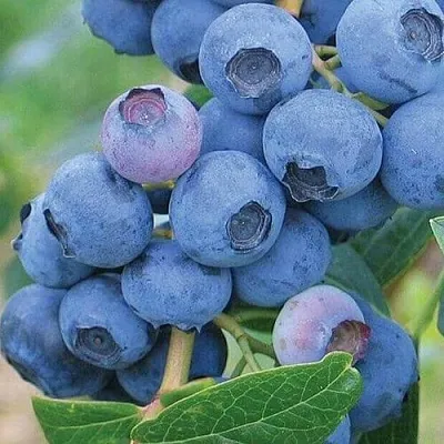 Голубика ЭРЛИБЛЮ  Голубика ЭРЛИБЛЮ в Белгороде