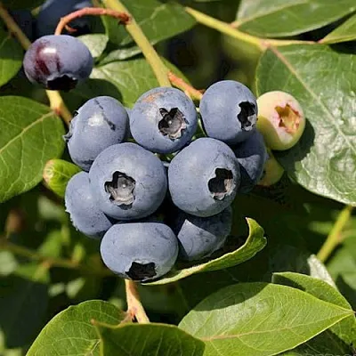 Голубика ШАНТЕКЛЕР  Голубика ШАНТЕКЛЕР в Белгороде