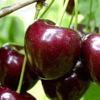 Черешня РОССОШАНСКАЯ КРУПНАЯ  Черешня РОССОШАНСКАЯ КРУПНАЯ в Белгороде