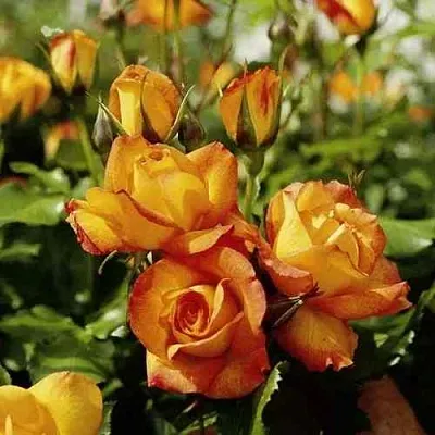 Саженцы роз САХАРА плетистая  Саженцы роз САХАРА плетистая в Белгороде