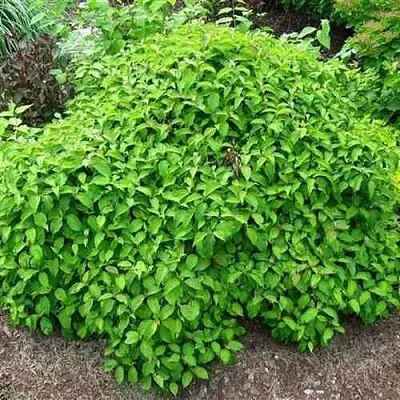 Дерен КЕЛСЕИ шелковистый   Дерен КЕЛСЕИ шелковистый  в Белгороде