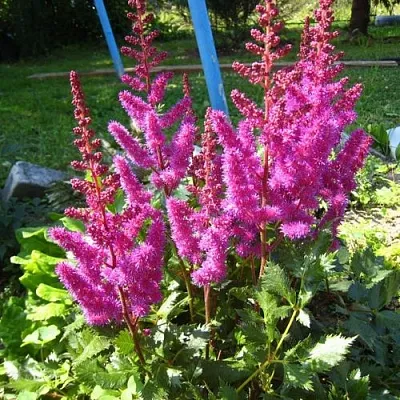 Астильба ЭЛИЗАБЕТ ВАН ВИН японская  Астильба ЭЛИЗАБЕТ ВАН ВИН японская в Белгороде