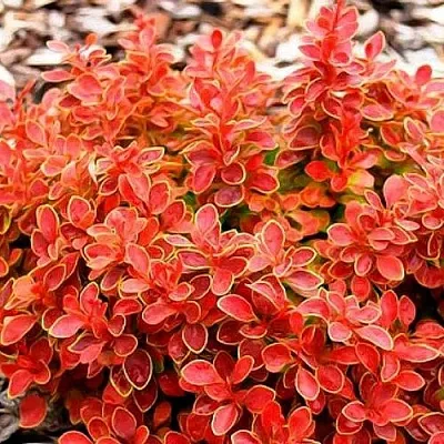 Барбарис КОРАЛ тунберга в Белгороде