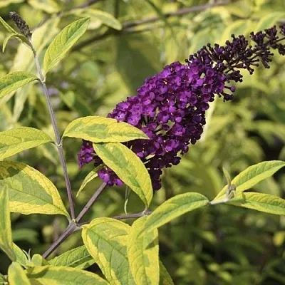 Буддлея давида САНТАНА   Буддлея давида САНТАНА  в Белгороде