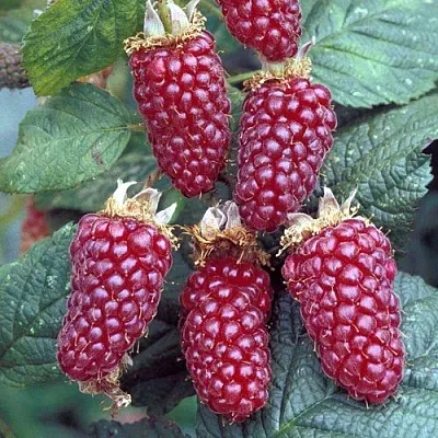 Ежемалина ТАЙБЕРРИ  Ежемалина ТАЙБЕРРИ в Белгороде