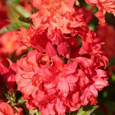 Азалия ФОЙЕРКОПФЕН крупноцветковая  Азалия ФОЙЕРКОПФЕН крупноцветковая в Белгороде