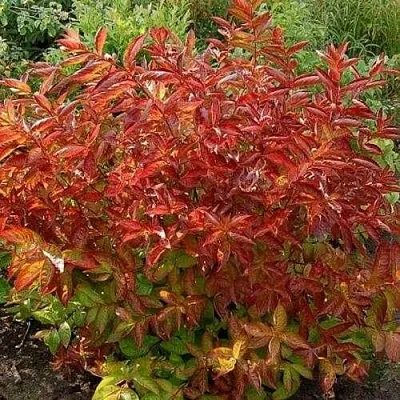 Вейгела ОГНЕННЫЕ КРЫЛЬЯ  Вейгела ОГНЕННЫЕ КРЫЛЬЯ в Белгороде