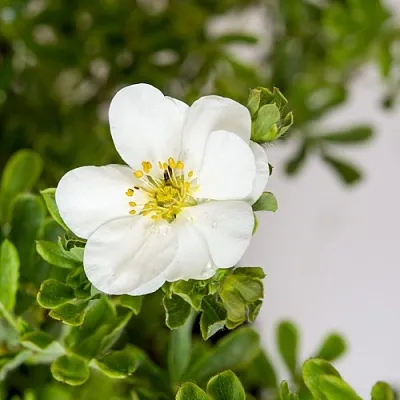 Лапчатка СНОУБЕРД кустарниковая  Лапчатка СНОУБЕРД кустарниковая в Белгороде