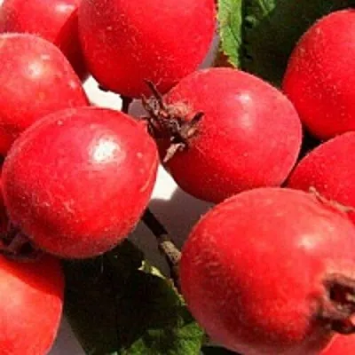 Боярышник КРУПНОПЛОДНЫЙ  Боярышник КРУПНОПЛОДНЫЙ в Белгороде