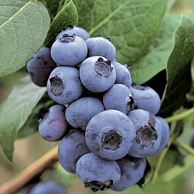 Голубика ПАТРИОТ  Голубика ПАТРИОТ в Белгороде