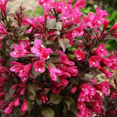 Вейгела БЛЭК РУБИ  Вейгела БЛЭК РУБИ в Белгороде