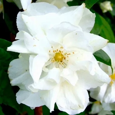 Жасмин РОЗАЦЕ в Белгороде