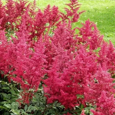 Астильба СКАЙСКРЕЙПЕР китайская  Астильба СКАЙСКРЕЙПЕР китайская в Белгороде