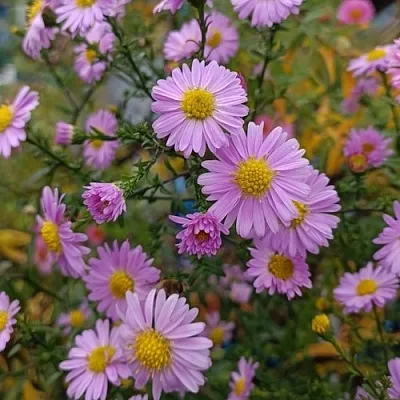 Астра СТРОУБЕРРИ ЭНД КРИМ новобельгийская  Астра СТРОУБЕРРИ ЭНД КРИМ новобельгийская в Белгороде