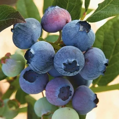 Голубика ОСОРНО в Белгороде