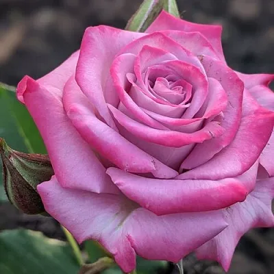 Саженцы роз ОКЕАН МИКАДО спрей в Белгороде