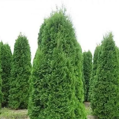 Туя КОЛУМНА западная  Туя КОЛУМНА западная в Белгороде
