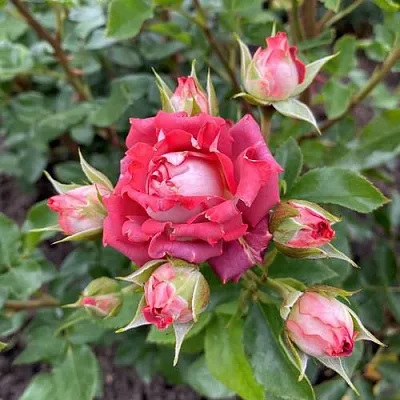 Саженцы роз ТИРАМИСУ спрей в Белгороде