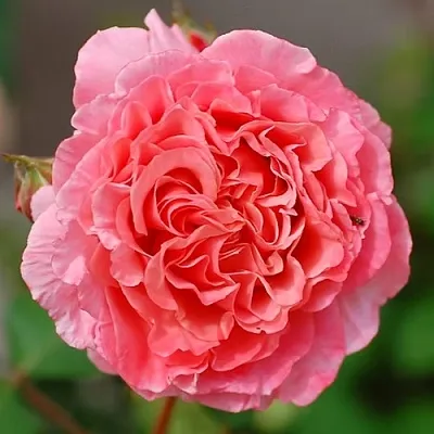 Саженцы роз ЛОРАН КАБРОЛЬ шраб  Саженцы роз ЛОРАН КАБРОЛЬ шраб в Белгороде