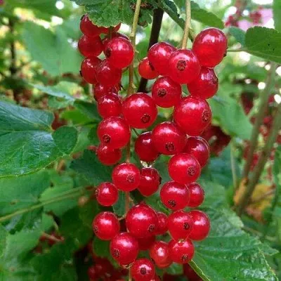 Смородина красная КОНСТАНТИНОВСКАЯ  Смородина красная КОНСТАНТИНОВСКАЯ в Белгороде