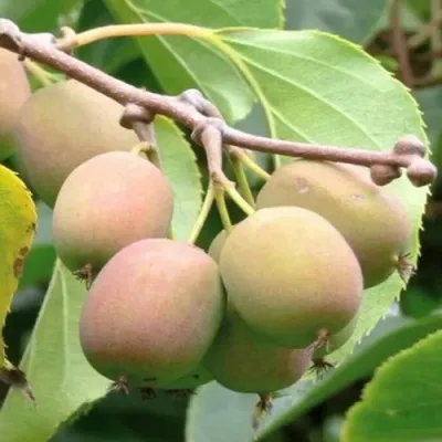 Актинидия ГИБРИДНАЯ КОЛБАСИНОЙ — описание сорта Актинидия ГИБРИДНАЯ КОЛБАСИНОЙ в Белгороде