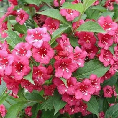 Вейгела БРИСТОЛЬ РУБИ  Вейгела БРИСТОЛЬ РУБИ в Белгороде