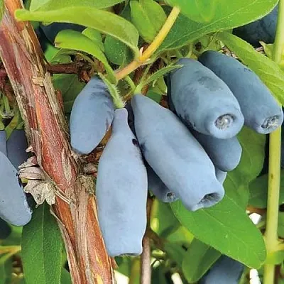 Жимолость съедобная ВОСТОРГ в Белгороде