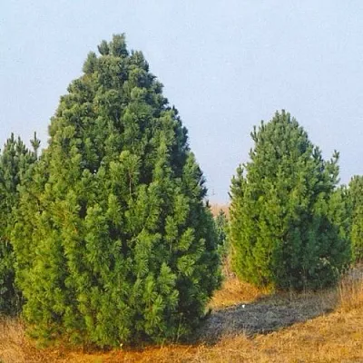 Сосна черная ПИРАМИДАЛИС  Сосна черная ПИРАМИДАЛИС в Белгороде