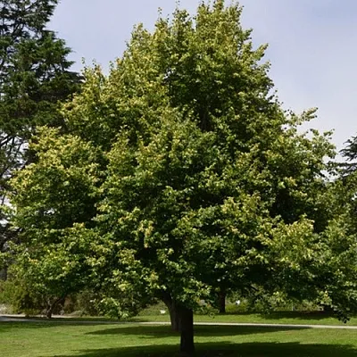 Липа сердцевидная  Липа сердцевидная в Белгороде