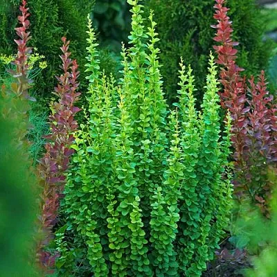 Барбарис ЭРЕКТА тунберга в Белгороде