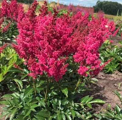 Астильба ЛАКИ ДЕЙ Арендса  Астильба ЛАКИ ДЕЙ Арендса в Белгороде