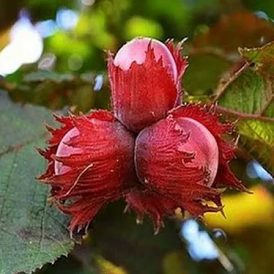 Фундук КРАСНЫЙ ЯНТАРЬ в Белгороде