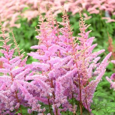 Астильба АМЕРИКА Арендса  Астильба АМЕРИКА Арендса в Белгороде