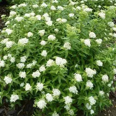 Спирея АЛЬБИФЛОРА японская в Белгороде