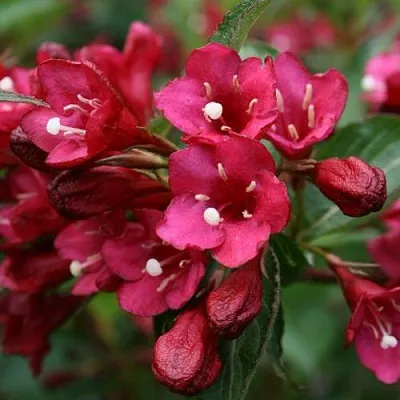 Вейгела ЕВА РАТКЕ  Вейгела ЕВА РАТКЕ в Белгороде