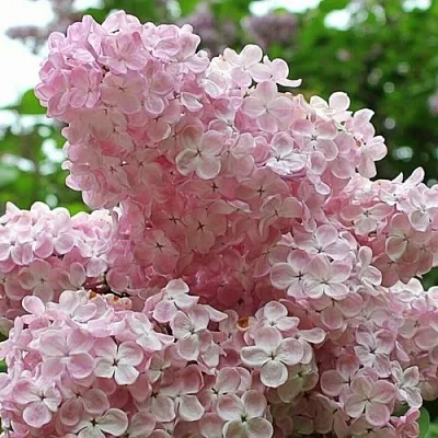 Сирень ВЕЧЕРНИЙ ЗВОН  Сирень ВЕЧЕРНИЙ ЗВОН в Белгороде