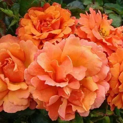 Саженцы роз БРИДЖ ОФ САЙЗ плетистая  Саженцы роз БРИДЖ ОФ САЙЗ плетистая в Белгороде