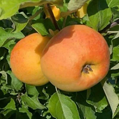 Яблоня АНТОНОВКА ЗОЛОТАЯ  Яблоня АНТОНОВКА ЗОЛОТАЯ в Белгороде