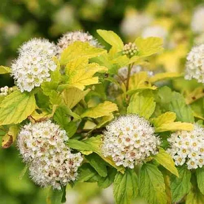 Пузыреплодник АНГЕЛ ГОЛД  Пузыреплодник АНГЕЛ ГОЛД в Белгороде