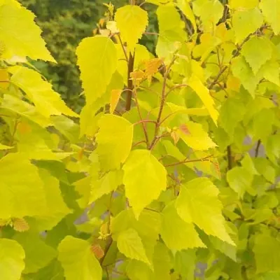 Берёза ГОЛДЕН ОБЕЛИСК повислая   Берёза ГОЛДЕН ОБЕЛИСК повислая  в Белгороде